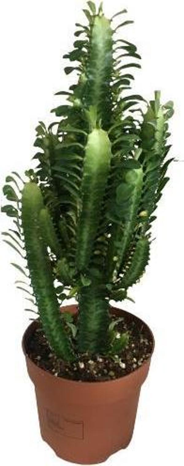 İTHAL EUPHORBİA TRİGONA - SÜT KAKTÜS 60 CM - Image 1