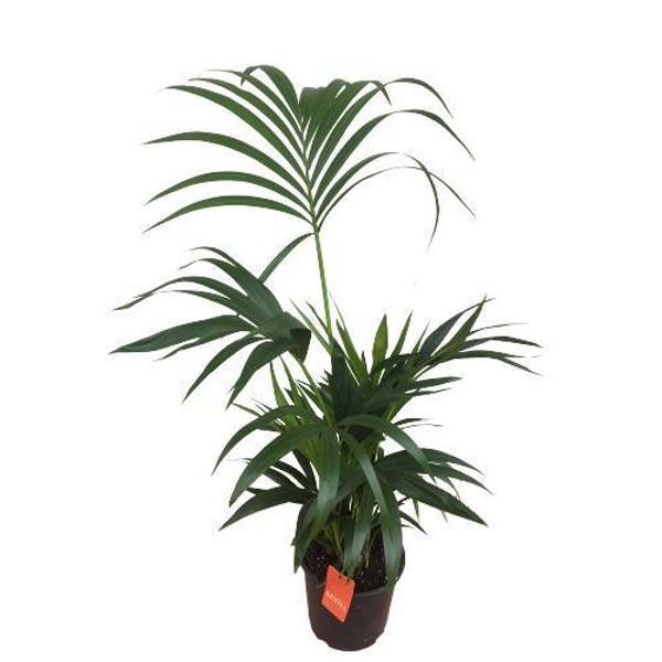 Howea Forsteriana | Kentia Palmiyesi (İthal)- Kentya - 120 cm - Image 1