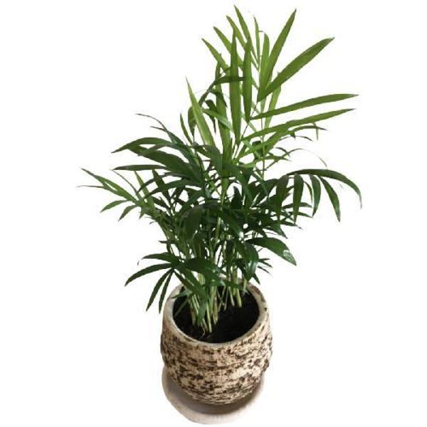 TOPRAK SAKSIDA CHAMAEDOREA ELEGANS AREKA PALMİYESİ  - Image 1