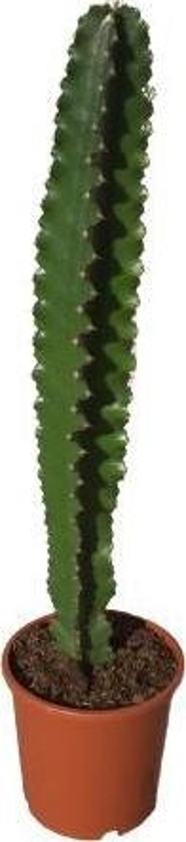 Euphorbia İngens -Kovboy Kaktüs (75-80 Cm) - Image 1
