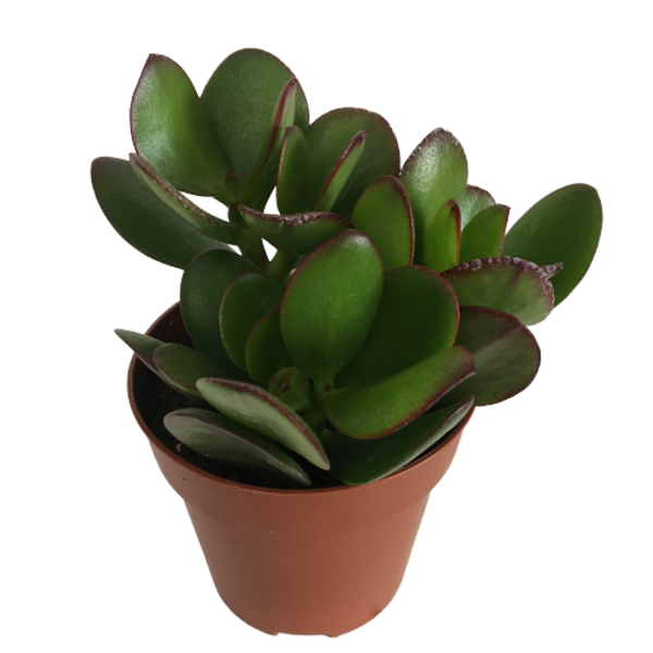 Crassula Ovata - Para Bitkisi (8,5 luk) - Image 1