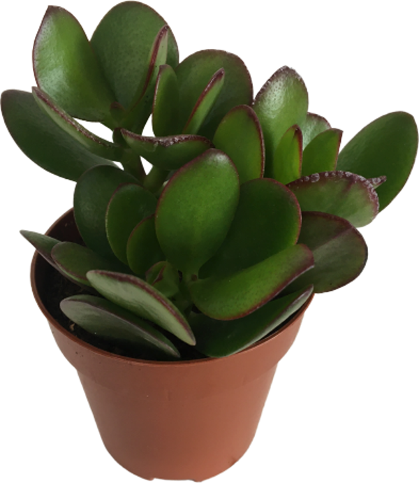 Crassula Ovata - Para Bitkisi (8,5 luk) - Image 1