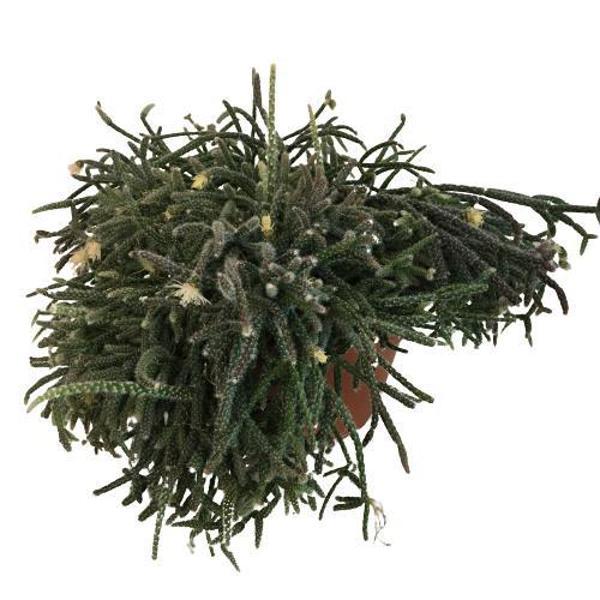 Rhipsalis Pilocarpa -Spagetti Kaktüs - Image 1