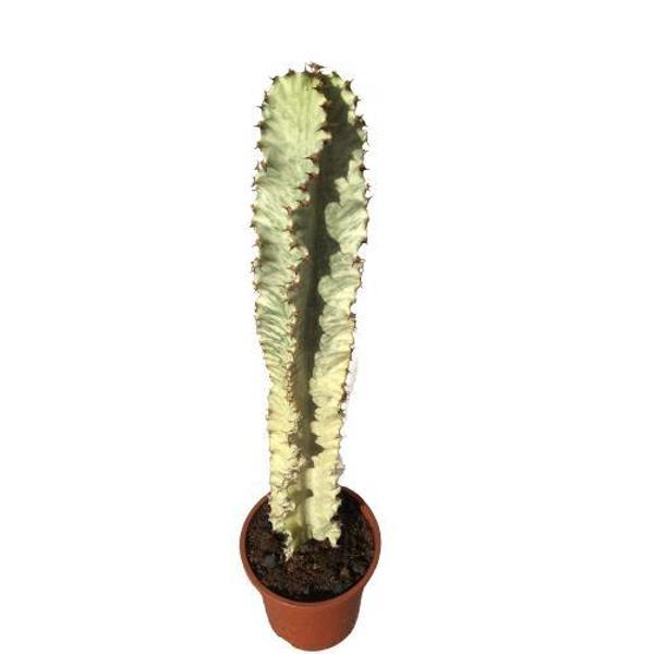 Euphorbia İngens Variegata -Şamdan Ağacı (70-75 CM) - Image 1