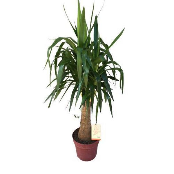 Fil Ayaklı Yucca Ağacı (Yucca Elephantipes)140-150 cm  - Image 1