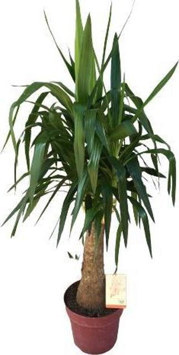 Fil Ayaklı Yucca Ağacı (Yucca Elephantipes)140-150 cm  - Image 1