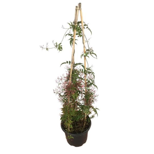 Jasminum Sambac - ARAP YASEMİNİ  (İKİ KÖKLÜ) - Image 1