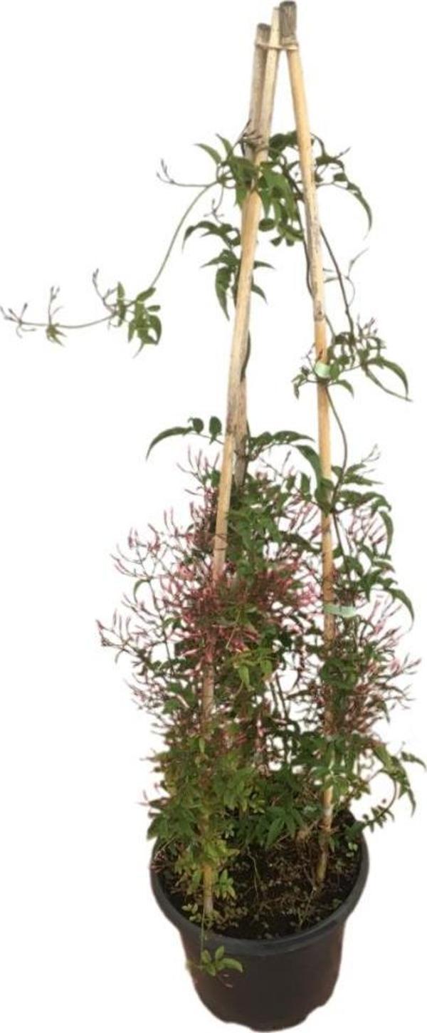 Jasminum Sambac - ARAP YASEMİNİ  (İKİ KÖKLÜ) - Image 1