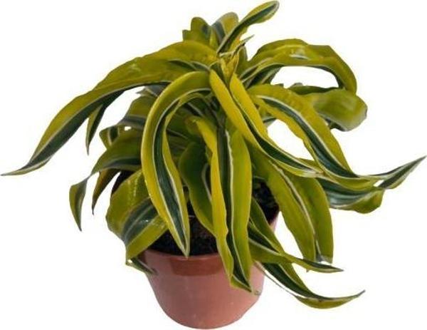 DRACAENA LEMON SUPRISE - Image 1