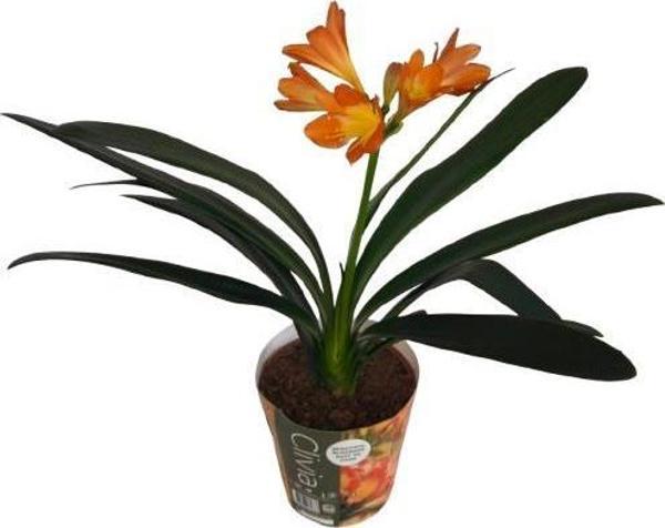 Clivia Miniata (Klivya Çiçeği) Çiçeksiz - Image 1