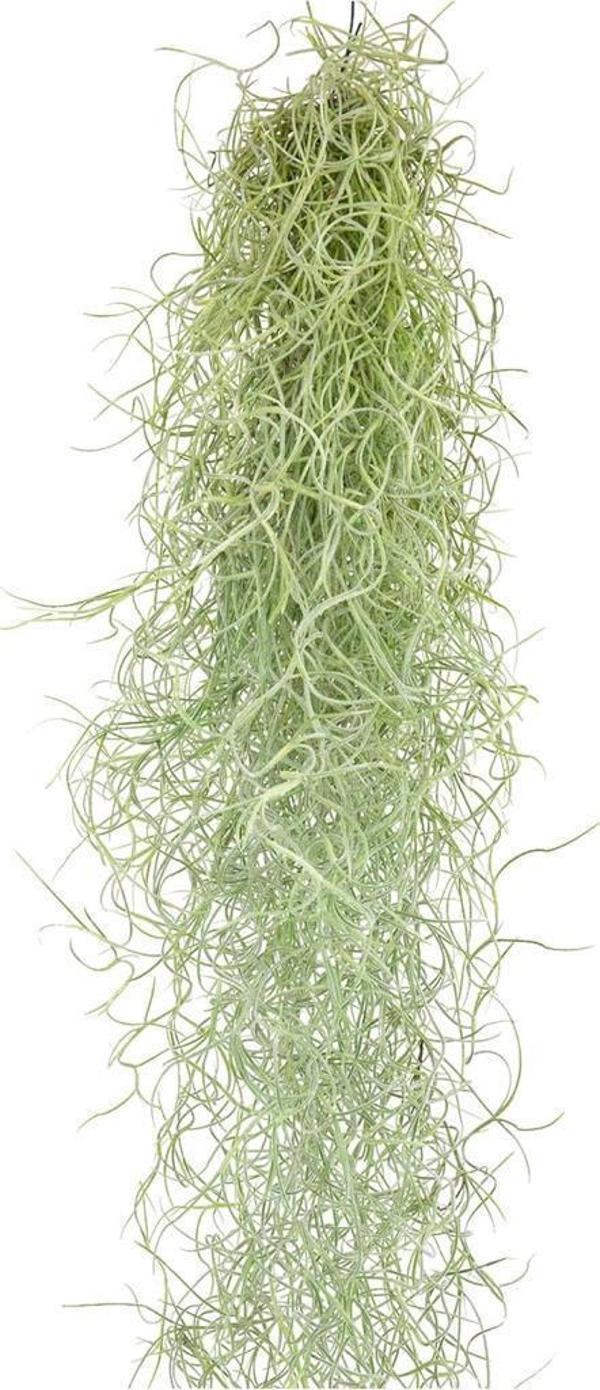 İspanyol Yosunu Tillandsia Usneoides Air Plant Büyük Boy - Image 1