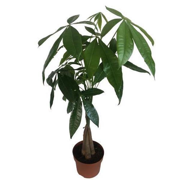 PARA AĞACI - PACHİRA ÖRGÜ GÖVDE 70-80 cm - Image 1