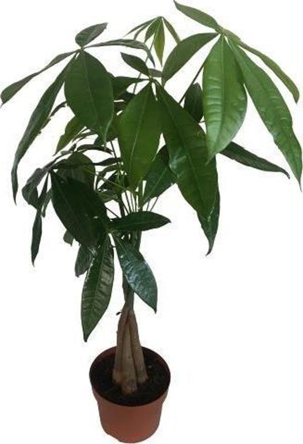 PARA AĞACI - PACHİRA ÖRGÜ GÖVDE 70-80 cm - Image 1