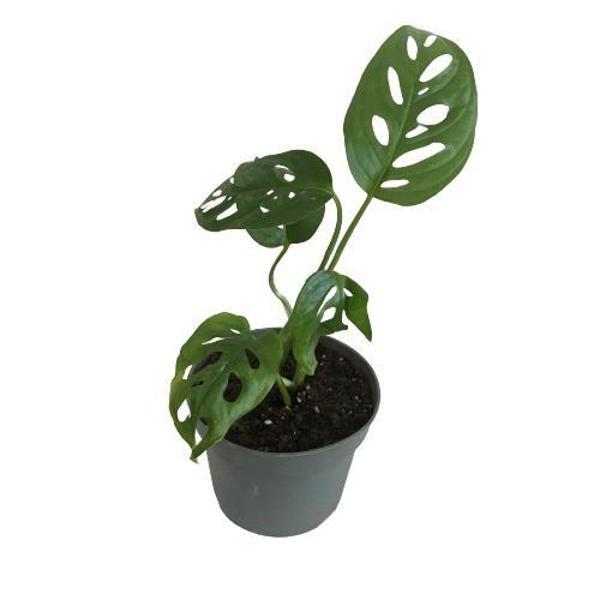 MİNİ BOY MONSTERA MONKEY MASK 25 CM - Image 1