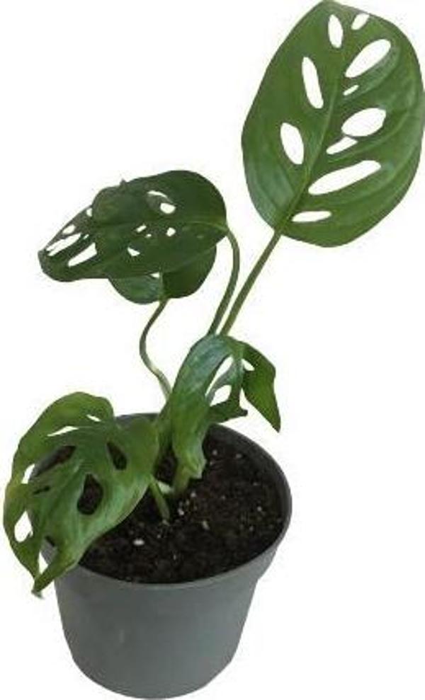MİNİ BOY MONSTERA MONKEY MASK 25 CM - Image 1
