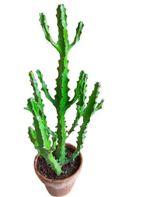 Euphorbia Najuneranatanii - 90 Cm - Image 1
