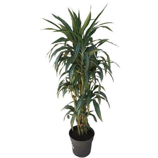 Dracena Warneckii - Image 1
