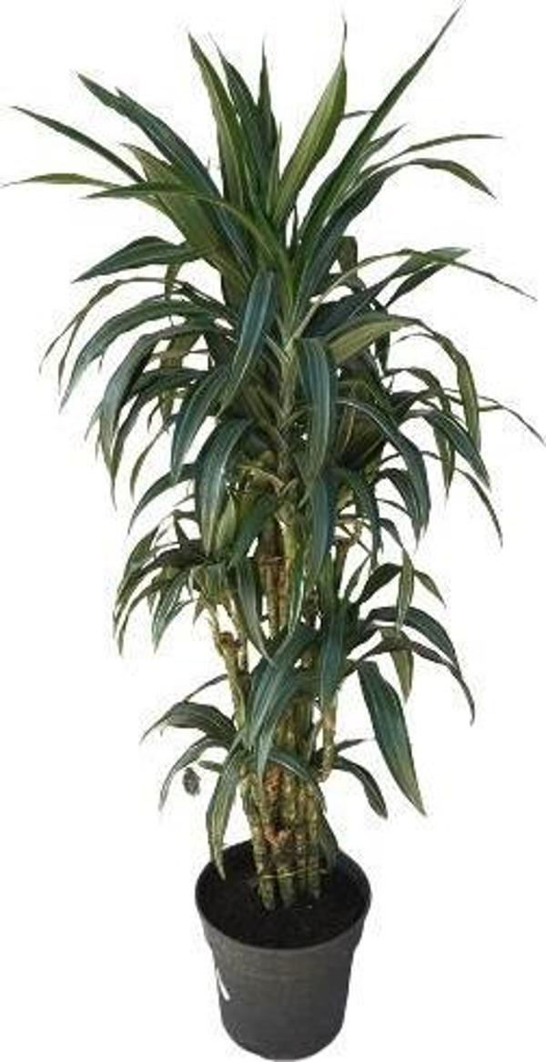 Dracena Warneckii - Image 1