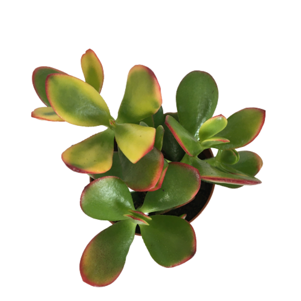 Crassula Ovata Sunset - Para Bitkisi (8,5 luk) - Image 1
