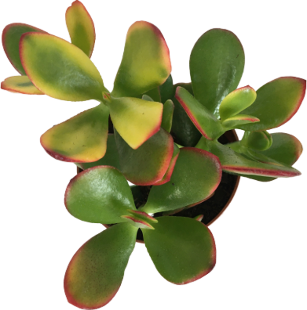 Crassula Ovata Sunset - Para Bitkisi (8,5 luk) - Image 1