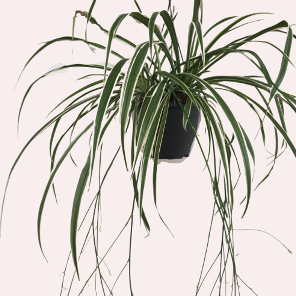 CHLOROPHYTUM - ASKILI KURDELA ÇİÇEĞİ  - Image 1