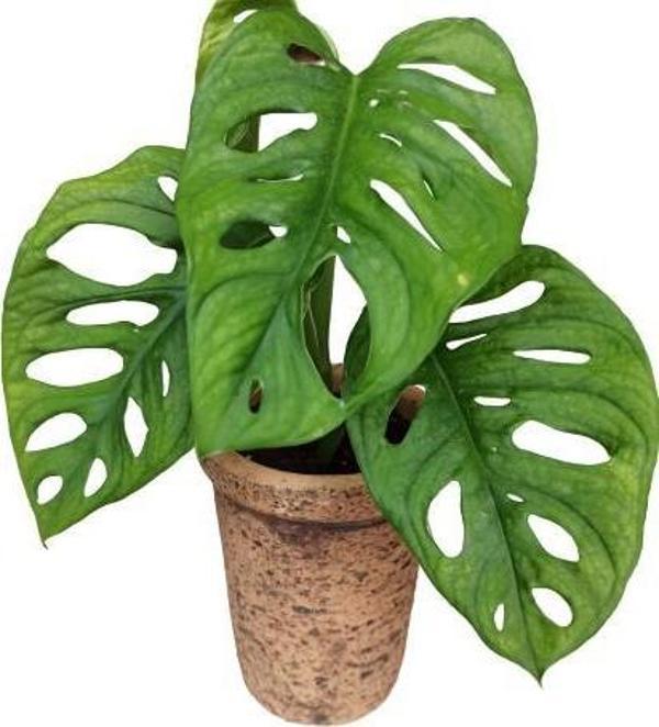 MONSTERA OBLİQUA DEVE TABANI SARMAŞIK CİNS ÖZEL TOPRAK SAKSISINDA - Image 1
