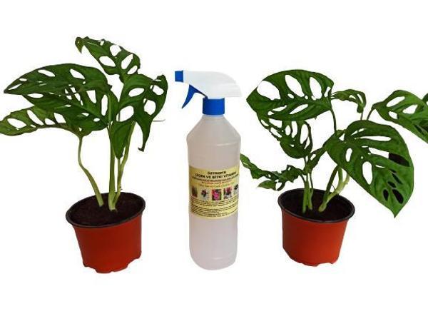 2 ADET MONSTERA OBLİQUA SARMAŞIK CİNS+ 1 LT BİTKİ BESİNİ HEDİYELİ - Image 1