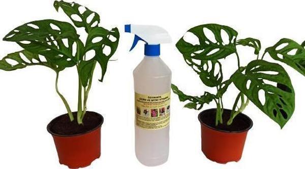 2 ADET MONSTERA OBLİQUA SARMAŞIK CİNS+ 1 LT BİTKİ BESİNİ HEDİYELİ - Image 1