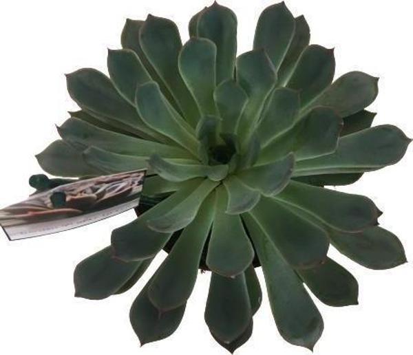ECHEVERİA VİOLET (BÜYÜK BOY SUKULENT) - Image 1