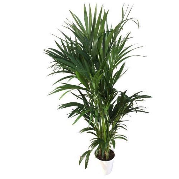 Howea Forsteriana | Kentia Palmiyesi (İthal) 24cm Ø H:180 - Image 1