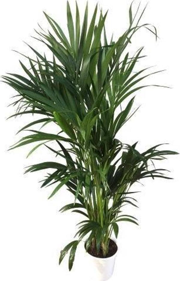 Howea Forsteriana | Kentia Palmiyesi (İthal) 24cm Ø H:180 - Image 1