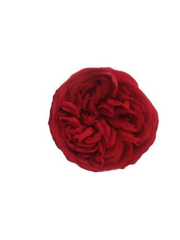 ROSE AMOR KABUZİKA KIRMIZI RENK SOLMAYAN GÜL (ŞOKLANMIŞ GÜL) - Image 1