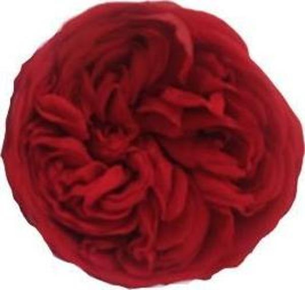 ROSE AMOR KABUZİKA KIRMIZI RENK SOLMAYAN GÜL (ŞOKLANMIŞ GÜL) - Image 1