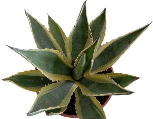 AGAVE AMERİCANO (BÜYÜK BOY) - Image 1