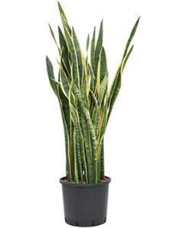 Sanseverya Sarı Şeritli Paşa Kılıcı 90-100 cm - Image 1