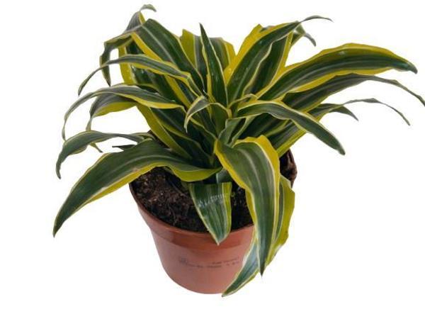 DRACAENA FRAGRANS LEMON LIME  - Image 1