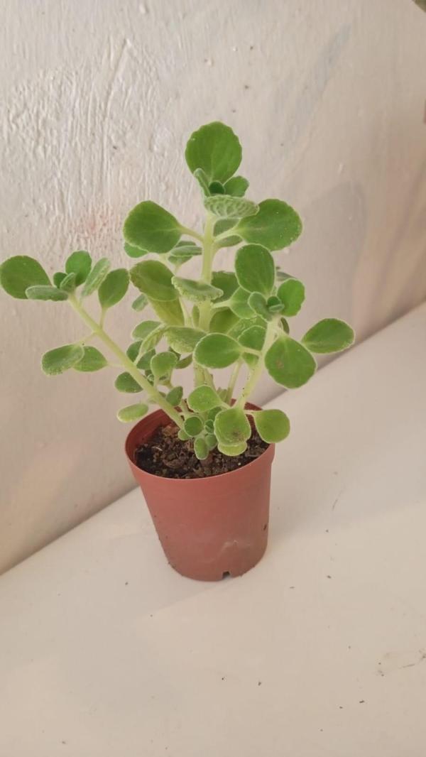2'li Set Küba Kekiği Plectranthus Amboinicus Fidesi | Kokulu Mutfak & Balkon Bitkisi | Tıbbi Kekik - Image 1