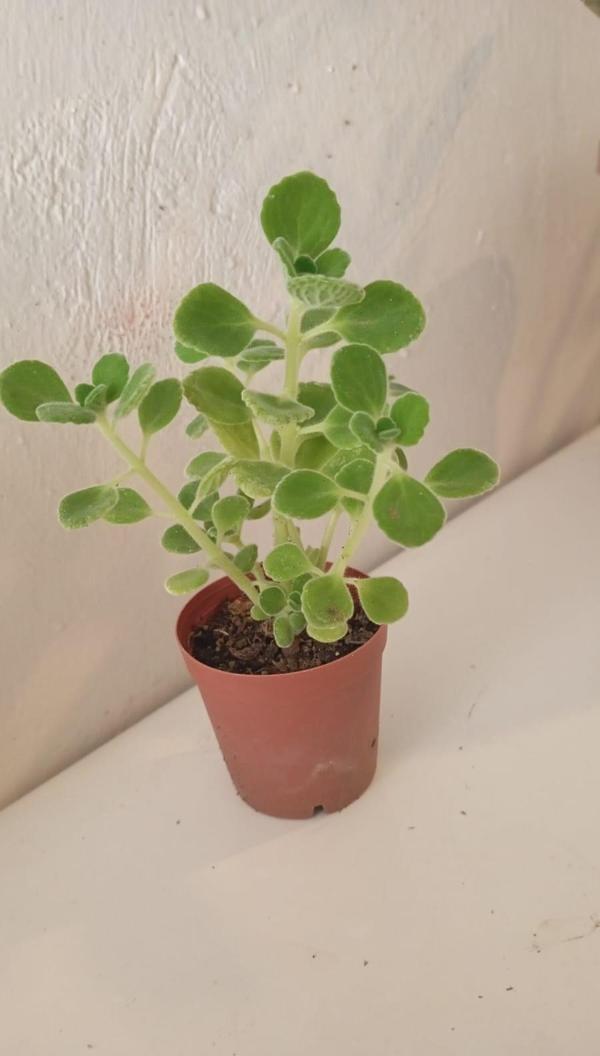 2'li Set Küba Kekiği Plectranthus Amboinicus Fidesi | Kokulu Mutfak & Balkon Bitkisi | Tıbbi Kekik - Image 1