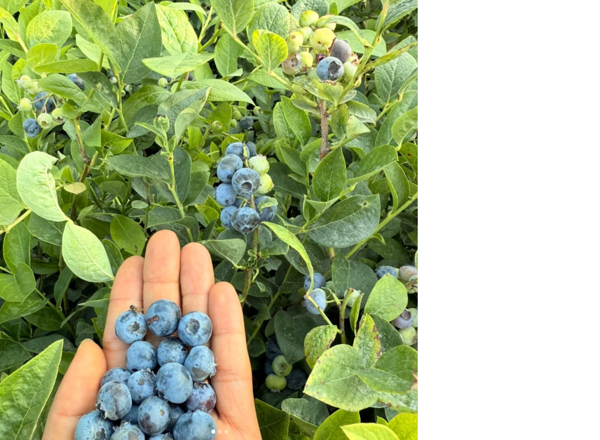 Hasat Garantili 1 Yaş Yaban Mersini Fidanı - Üzerinde Meyvesiyle Gönderilir - Image 1