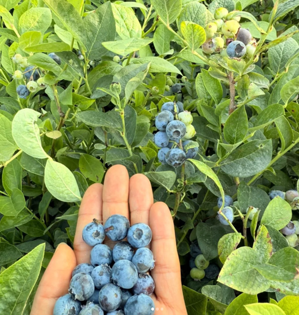 Hasat Garantili 1 Yaş Yaban Mersini Fidanı - Üzerinde Meyvesiyle Gönderilir - Image 1