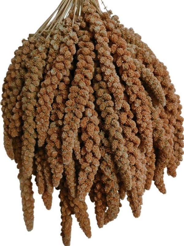 Kuşlar İçin Kızıl Dal Darı 500 GR - Image 1