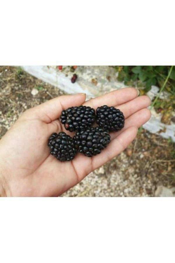 Jumbo Böğürtlen Fidanı ( Dikensiz ) Tüplü \ 30-60 Cm - Image 1