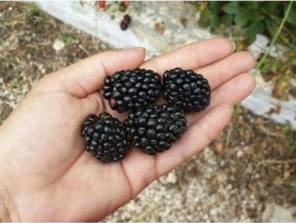 Jumbo Böğürtlen Fidanı ( Dikensiz ) Tüplü \ 30-60 Cm - Image 1
