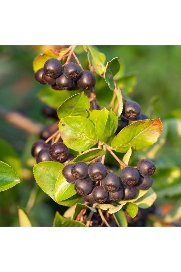 Saksıda Soğuklara Dayanıklı Her Bölgede Olabilen Aronya Aronia Fidanı - Image 1
