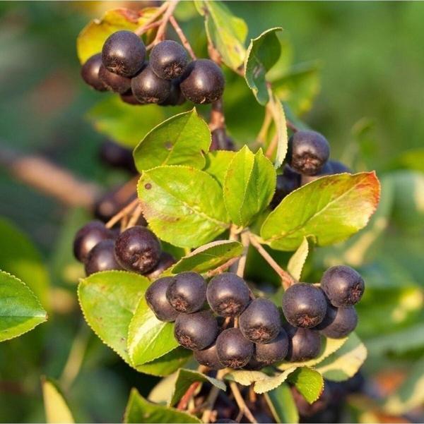Saksıda Soğuklara Dayanıklı Her Bölgede Olabilen Aronya Aronia Fidanı - Image 1