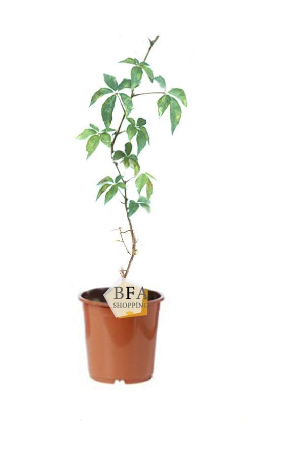 Saksılı Amerikan Sarmaşığı Fidanı, Çit Sarmaşık 60-80 cm - Image 1