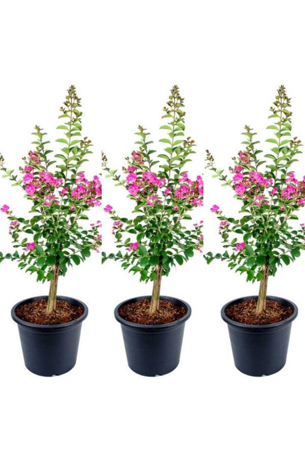 Videolu Hoş Kokulu 3 Adet Pembe Oya Ağacı Fidanı 30-65cm Tüplü\saksılı (LACEBARK PİNE SAPLİNG) - Image 1