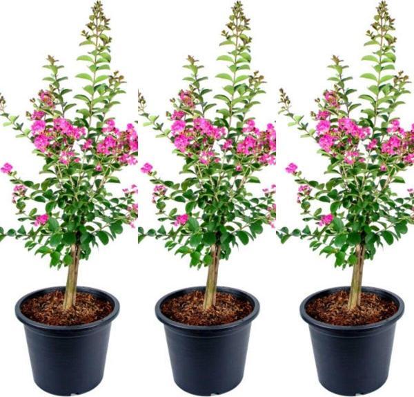 Videolu Hoş Kokulu 3 Adet Pembe Oya Ağacı Fidanı 30-65cm Tüplü\saksılı (LACEBARK PİNE SAPLİNG) - Image 1