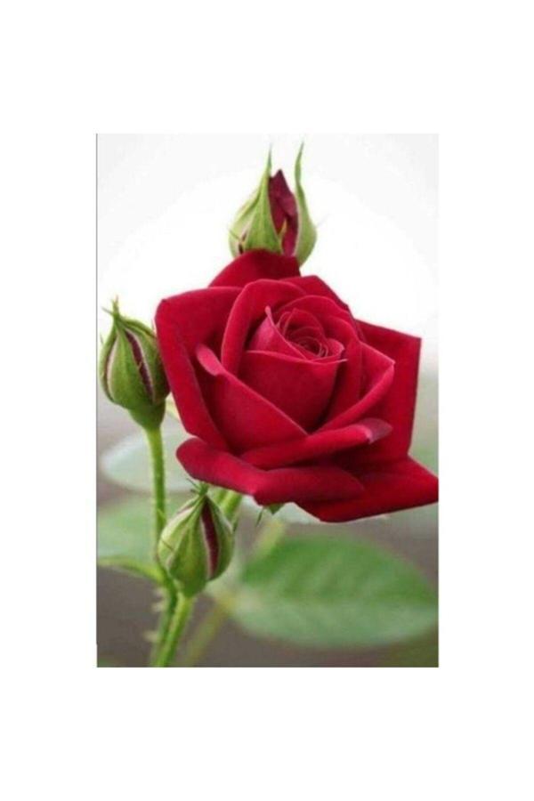Aşılı Yediveren Kırmızı Gül Fidanı - Image 1