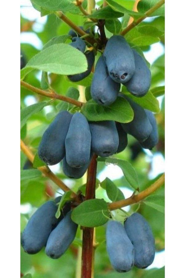 Bal Yemişi Fidanı - Honeyberry - Image 1